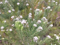 Phylica pinea