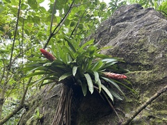 Guzmania berteroniana