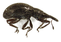 Neocyba metrosideros