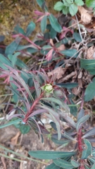 Euphorbia amygdaloides