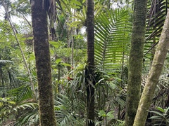 Guzmania berteroniana