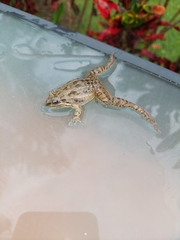 Leptodactylus fragilis