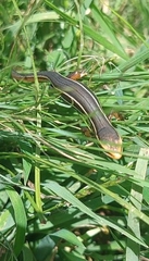 Aspronema dorsivittatum