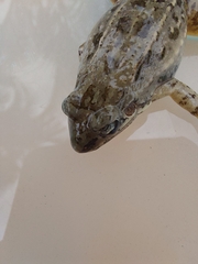 Leptodactylus fragilis