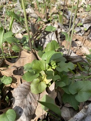 Cardamine bulbosa