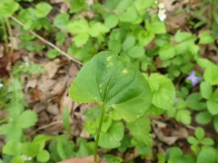 Puccinia violae