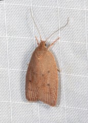 Prionocris protoxantha