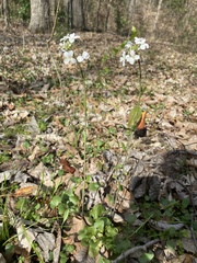 Cardamine bulbosa