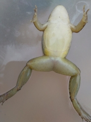 Leptodactylus fragilis