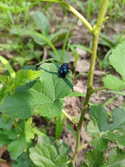 Chrysochus chinensis