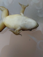 Leptodactylus fragilis