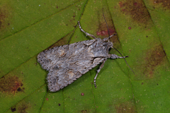 Lithophane ornitopus