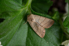 Charanyca trigrammica