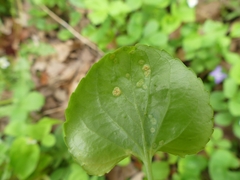 Puccinia violae
