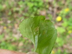 Puccinia violae