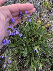 Polemonium pulcherrimum