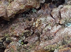 Megabunus diadema