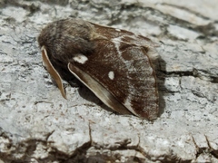 Eriogaster lanestris