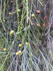 Russelia equisetiformis