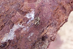 Megabunus diadema