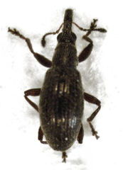 Neocyba metrosideros