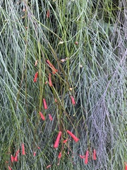 Russelia equisetiformis