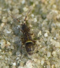 Orchesella cincta