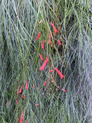 Russelia equisetiformis