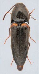 Ampedus protervus