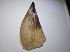 Atrina