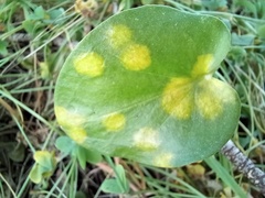 Phyllosiphon arisari