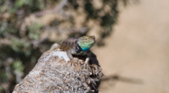 Sceloporus uniformis
