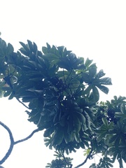Pourouma cecropiifolia