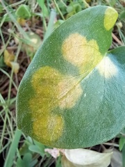 Phyllosiphon arisari