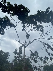 Pourouma cecropiifolia