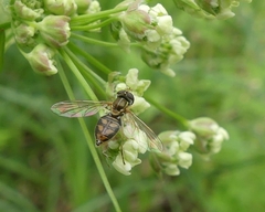 Toxomerus marginatus