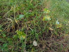 Phyllosiphon arisari