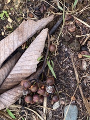 Pourouma cecropiifolia