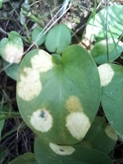 Phyllosiphon arisari