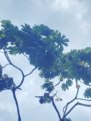 Pourouma cecropiifolia