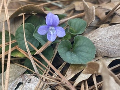 Viola walteri