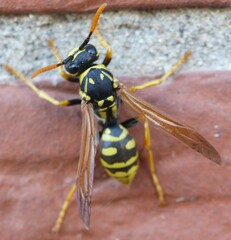 Polistes dominula
