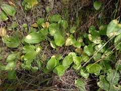 Phyllosiphon arisari