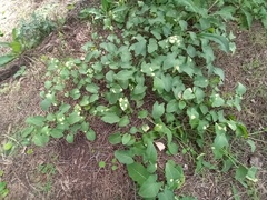 Phyllosiphon arisari