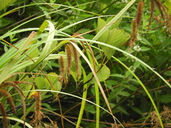 Carex excelsa