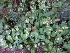 Phyllosiphon arisari