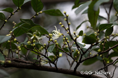 Loropetalum chinense