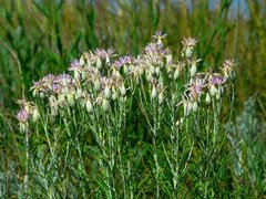 Jurinea stoechadifolia