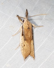 Pilostibes basivitta