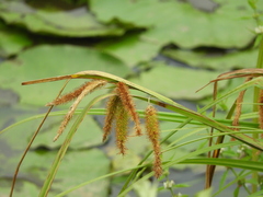 Carex excelsa